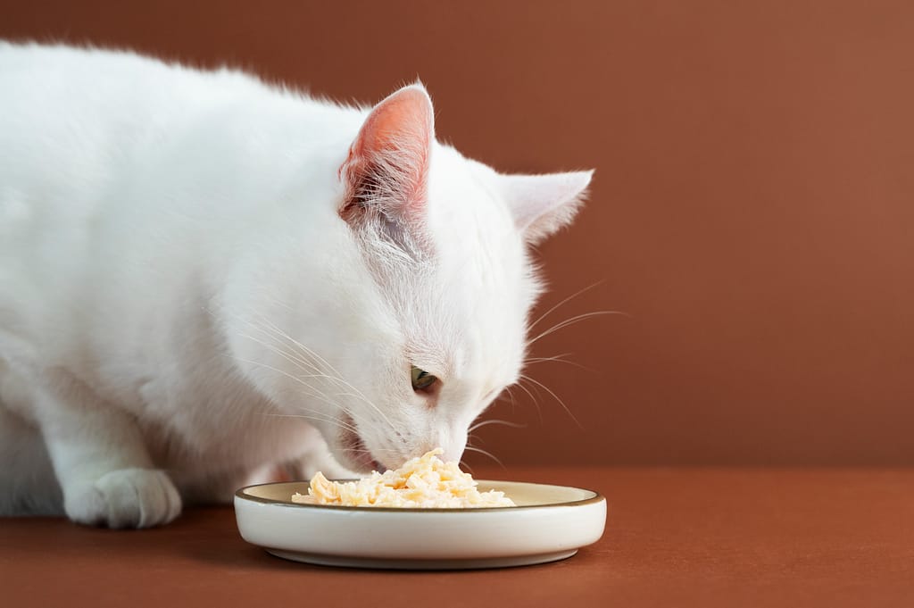 close-up-adorable-pet-eating