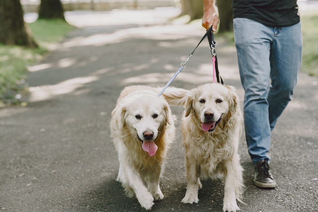 Blind man with guide dog in a summer city