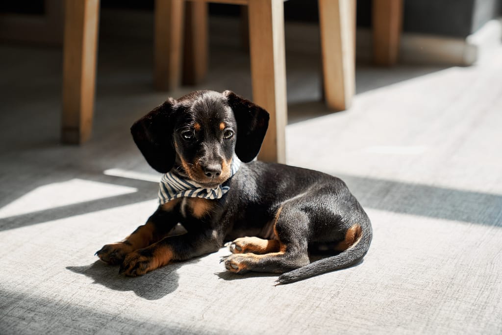 Cute, little dachshund pupy lying on floor, wearing shawl, looking down.