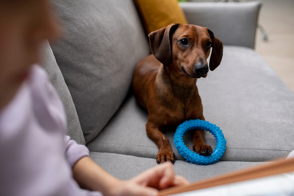 close-up-beautiful-dachshund-dog-with-chewing-toy