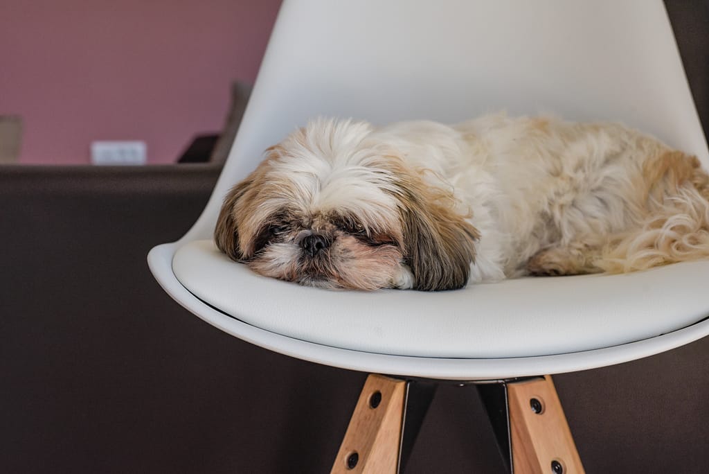 Cute fluffy dog sleeping on a chair