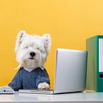 dog_company