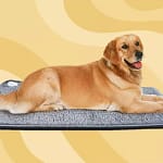 dog-heating-pad-86eb333f950b4aa98c9ee77a9d92a107