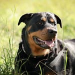 Closeup of a rottweiler dog