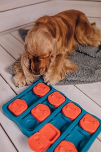 Cocker spaniel plays games at home