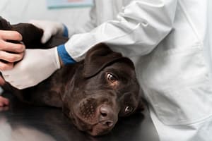 close-up-vet-wearing-gloves