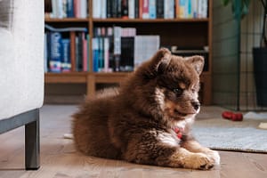 finnish-lapphund-8355621_1280