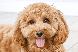 goldendoodle-haircuts-c1fea84abec7486f9a9bb0f3931c5443