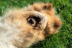 Pomeranian lying on the grass