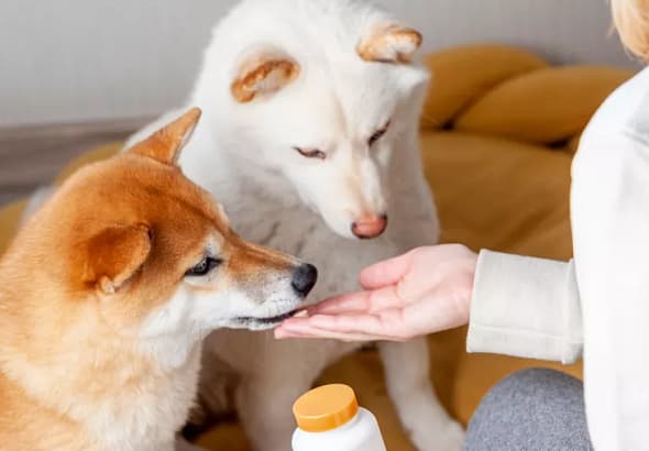 daily-paws-do-dogs-need-vitamin-c-23d7d059355c443fb82f6025a3d05ed3