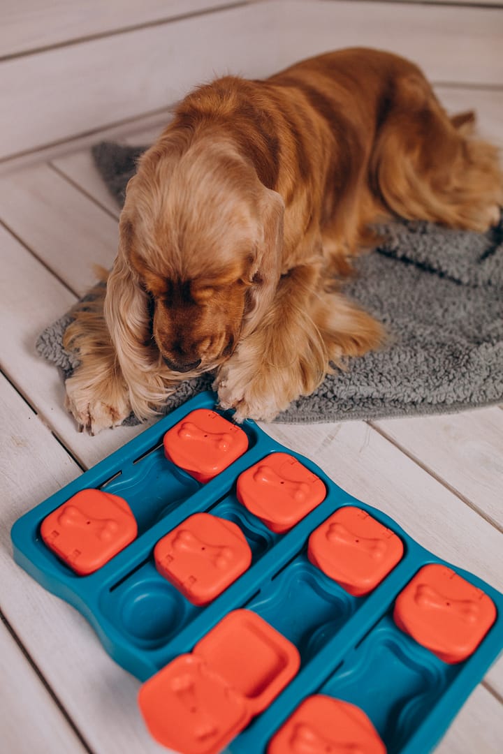 Cocker spaniel plays games at home