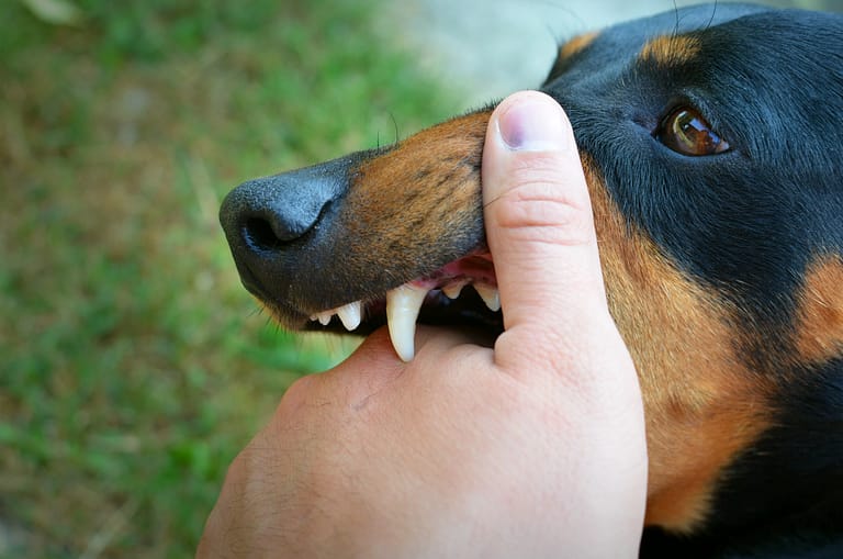 Vicious dog showing teeth and biting hand.