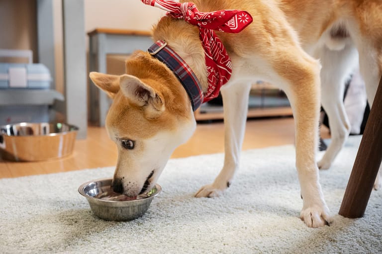 강아지밥먹기