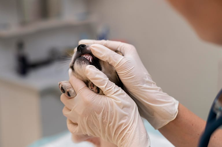 close-up-veterinarian-taking-care-dog