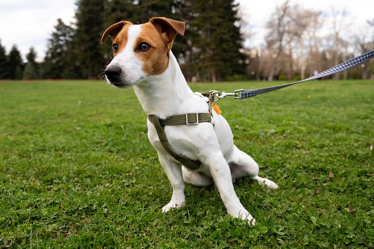 view-cute-dog-enjoying-time-nature-park