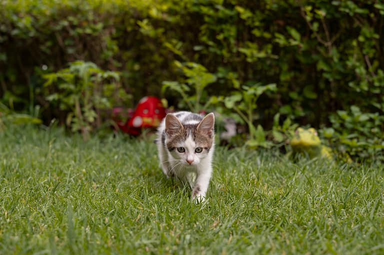 cute-cat-spending-time-outdoors