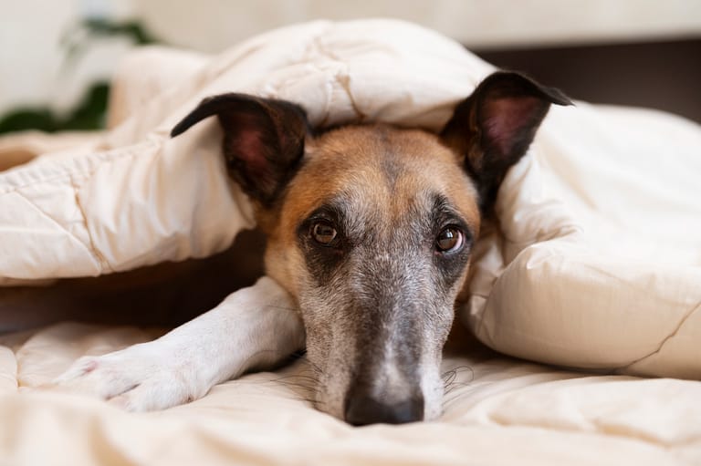 cute-greyhound-dog-laying-bed