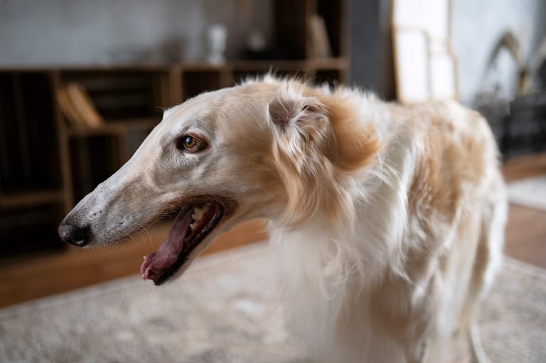 cute-greyhound-dog-relaxing-indoors