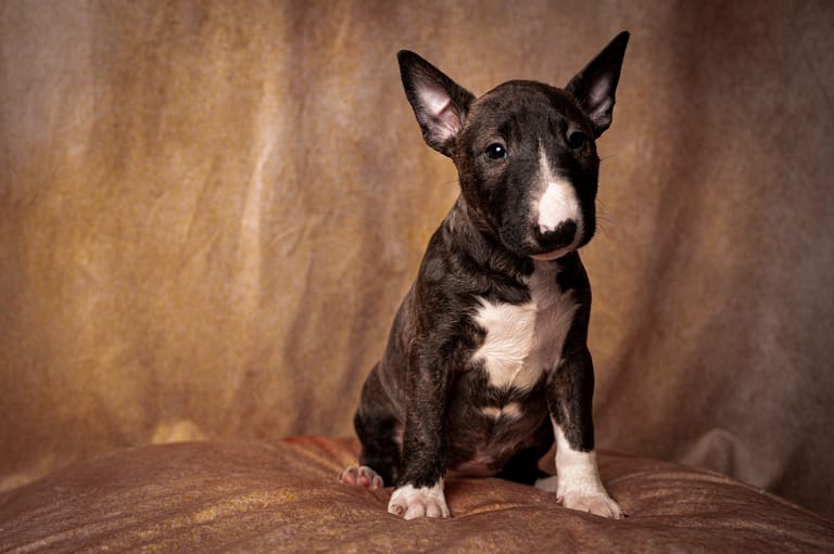 Studio shot of a sitting black miniature bull terrier puppy against a brown background