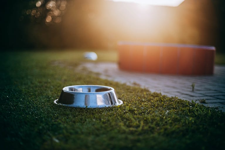 Empty dog bowl on green grass at sunlight