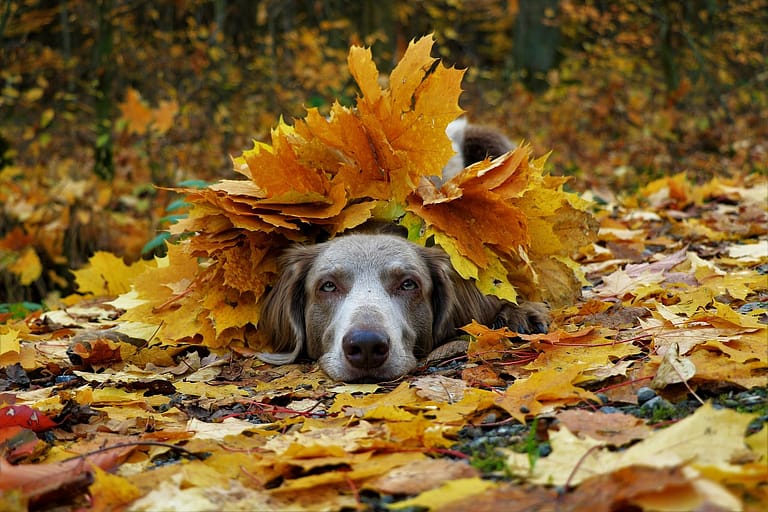 dog_leaves