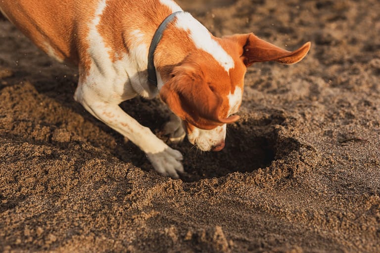 dog-dig