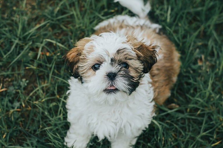 shih_tzu_2