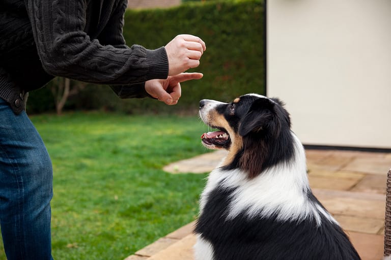 beautiful-border-collie-dog-training-with-owner