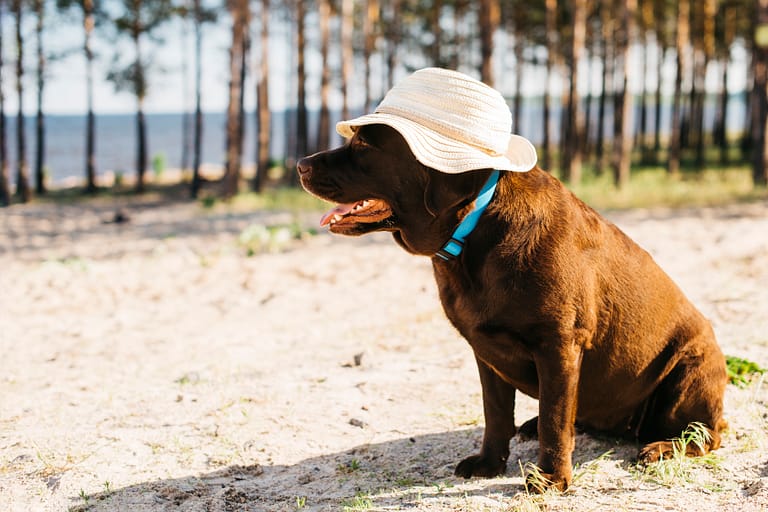 black-dog-having-fun-beach