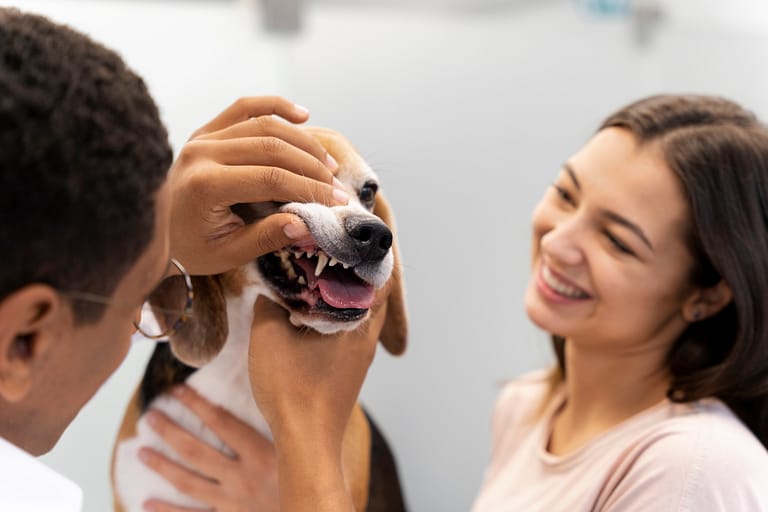 close-up-veterinarian-taking-care-pet