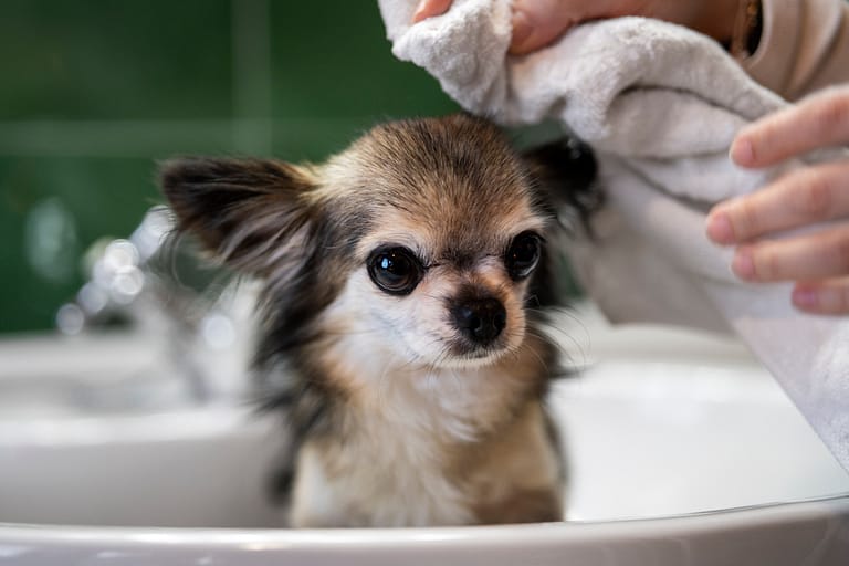 cute-chihuahua-dog-taking-bath