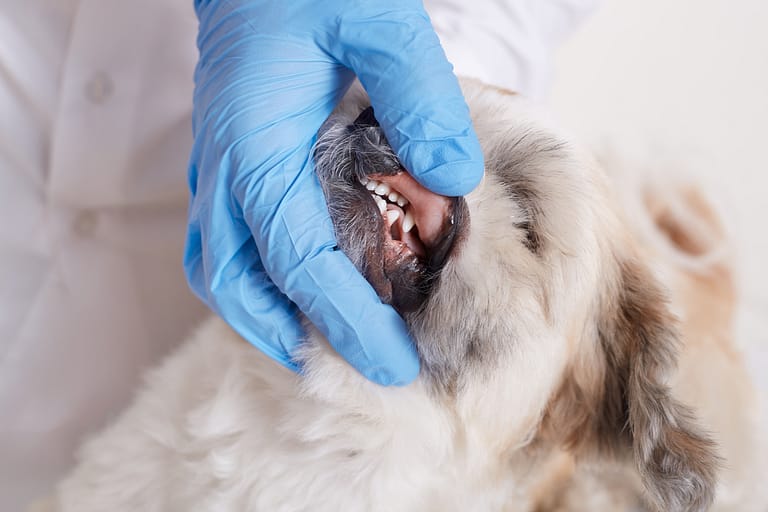 Vet dentist checking dog's teeth, fluffy angry dog being examined in veterinary clinic, closeup portrait pekingese puppy, doctor keeps hand on dog's jaw.