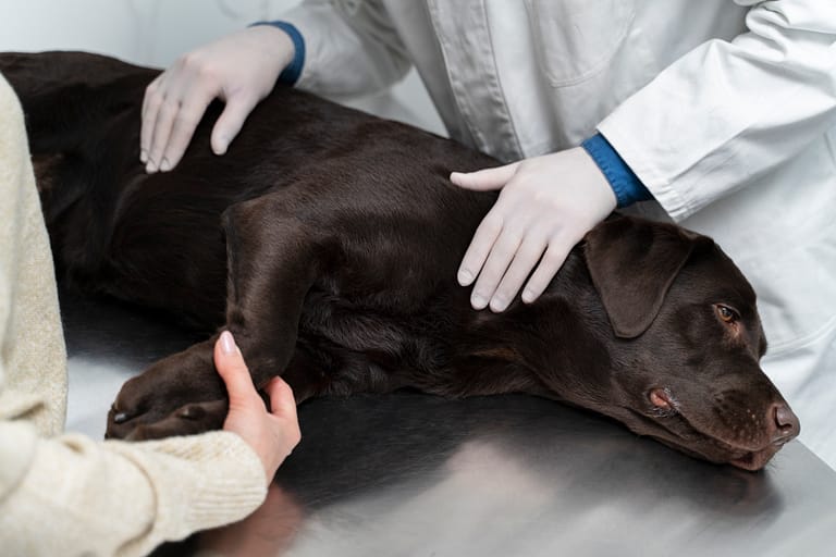 close-up-hands-touching-dog