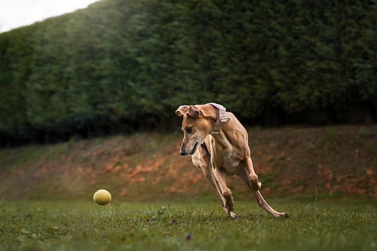 cute-greyhound-dog-playing-outside