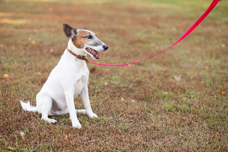 dog-sitting-park-with-leash