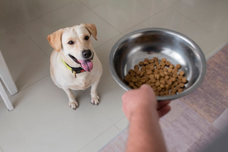 owner-serving-food-bowl-their-pet-dog