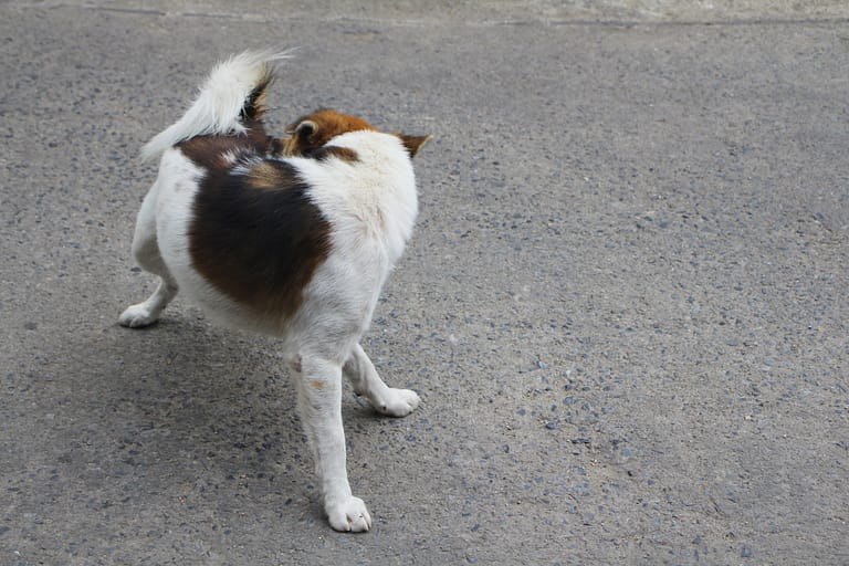 vecteezy_thai-bangkaew-dog-standing-on-the-street_40536912