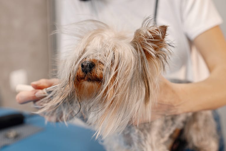 Yorkshire terrier getting comb by the female groomer