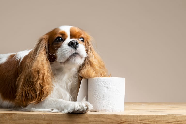 beautiful-pet-portrait-dog