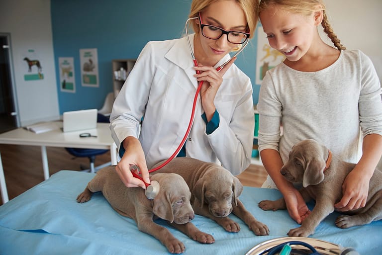 dog-hospital