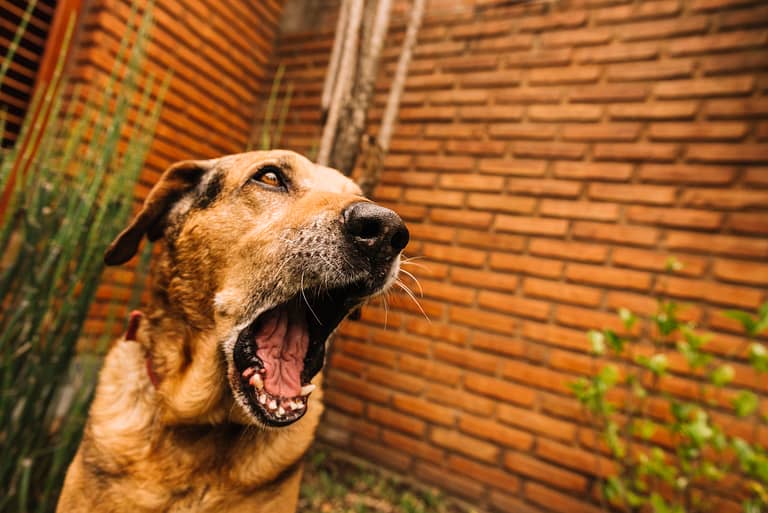 lovely-dog-posing-garden