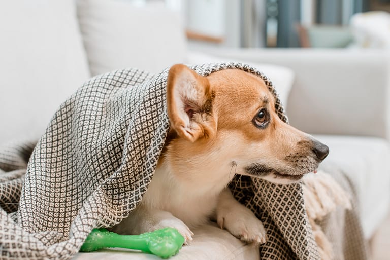 dog-blanket-with-its-toy