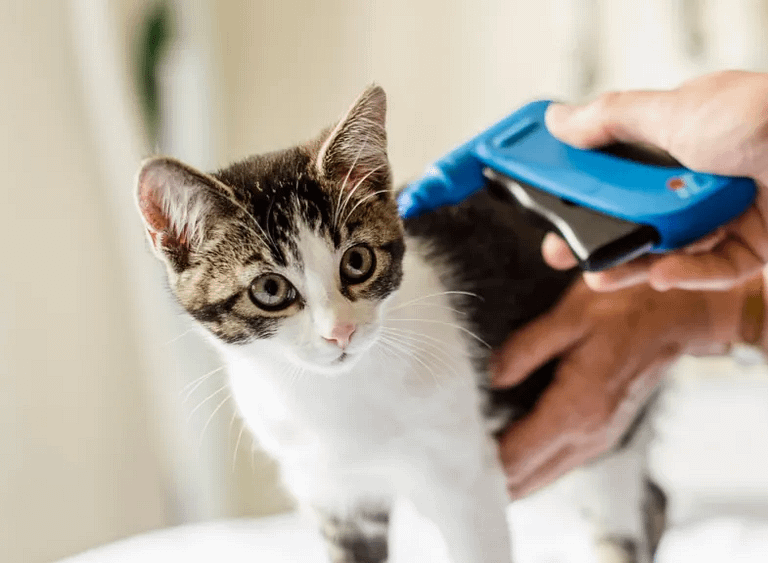 cat-microchipping