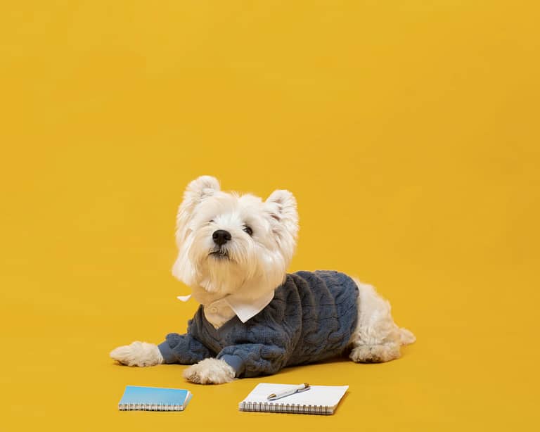 cute-little-dog-impersonating-business-person