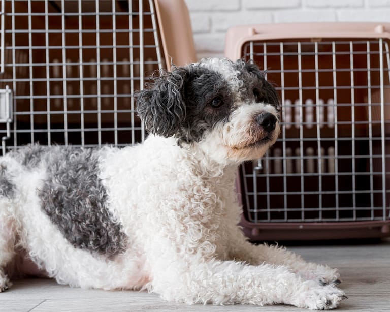 cute-dog-sitting-near-kennels