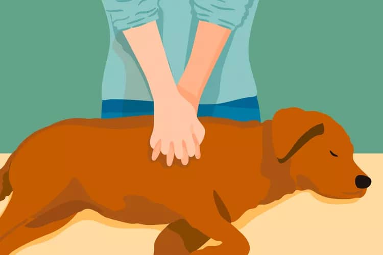 how-to-perform-cpr-on-your-dog-b72ba217b4cb4aa78801aa9405ca7126