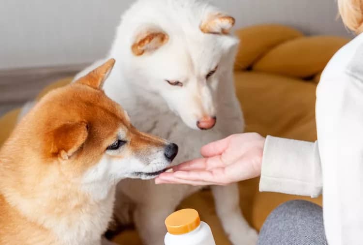 daily-paws-do-dogs-need-vitamin-c-23d7d059355c443fb82f6025a3d05ed3